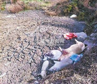 猪粪污水长年直排入海死猪遍地恶臭5分钟熏吐记者
