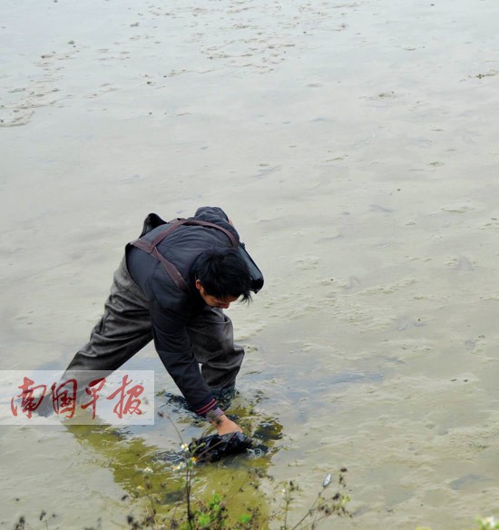 广西合浦一鱼塘发现杀虫剂百亩弹涂鱼暴毙