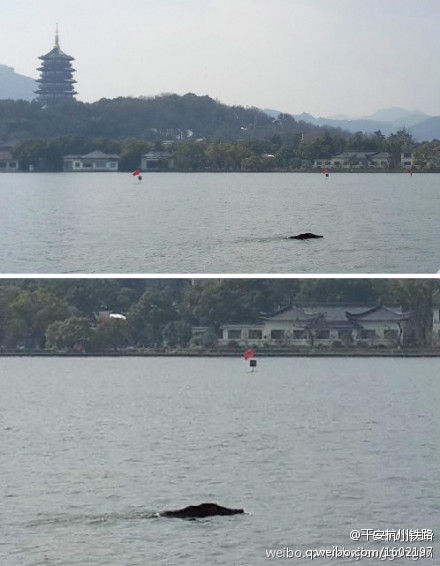 野猪在西湖狗刨式游泳遭捕误入湖心力竭而亡(图)
