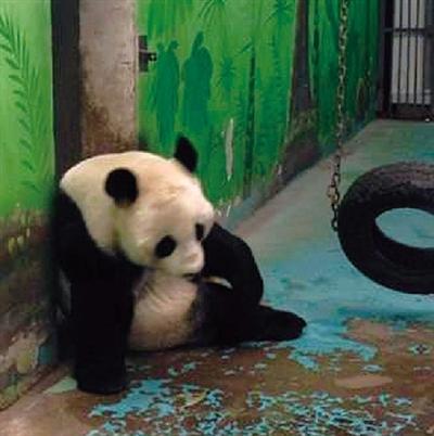 ֣�ݶ���԰һֻ����è��ʧ˵����һ��������ͼ��