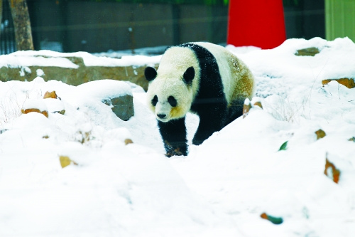 ֣�ݶ���԰������è���ⲡ�����Զ���˵���ڸ�