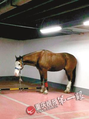 地下车库现棕色大马占2个车位每天享按摩(图)