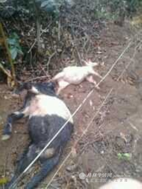 ����˽�������7ֻ�򴥵����������ǿ��