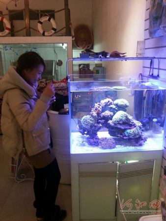 饲养活体珊瑚成时尚新宠玩家称和养鱼成本相当