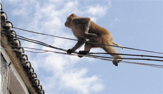 温州出现棕色猕猴专家判断应为耍猴人将其带上岛
