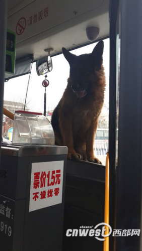 大狼狗蹿上公交不肯走民警用火腿肠诱其下车(图)