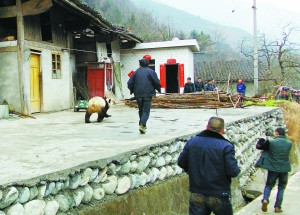 野生大熊猫下山大摇大摆“巡视”村寨引围观(图)