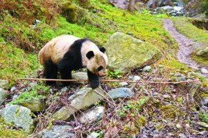 甘肃大熊猫下山进村追踪:咬伤一村民已返回山林