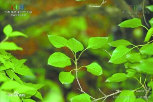 北京启动拯救10余种野生濒危植物