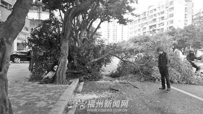 碗口粗树木轰然倒下砸中货车疑与连续降雨有关