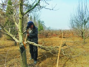 和土地相伴60年无法割舍“老农”成“剩农”