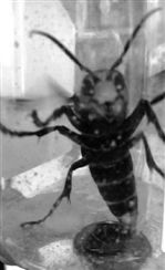 知了般大黄蜂闯入民居尾部分泌大量毒液(图)