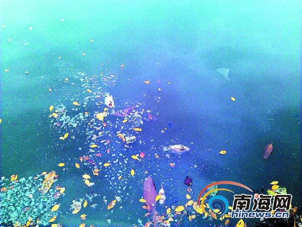 海口东西湖湖水发臭颜色成深褐色现大面积死鱼