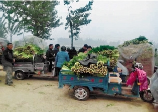 河南中牟芹菜滞销快餐店购两万斤免费发市民(图)