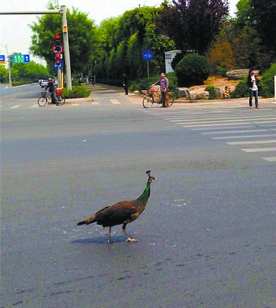 北京一路口现小孔雀过马路车辆纷纷避让(图)
