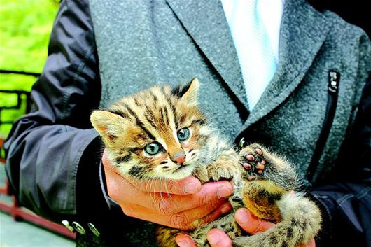 ���Ҷ����������ﱪè�Ź������ũ�ܣ�ͼ��