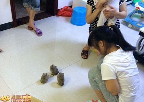 猫头鹰烟道筑巢育宝宝致居民家油烟机排气不畅