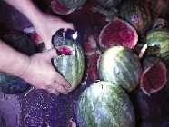 帕萨特失控冲进爱心瓜棚6000斤西瓜汁水流一地