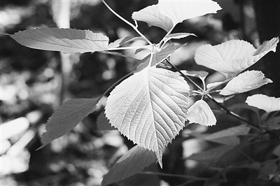 河北首现百余棵野生领春木成野生群落分布(图)