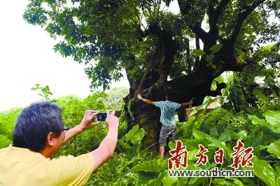 惠州百年古荔树频遭砍伐经济效益低下是主因(图)