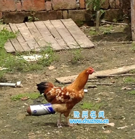 5��ĸ����ɹ����������µ��������ųƲ���˼��