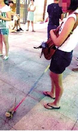 Ů�ӽ�ͷ���������ѣ��������ա���ɱ���ﹷ��ͼ��