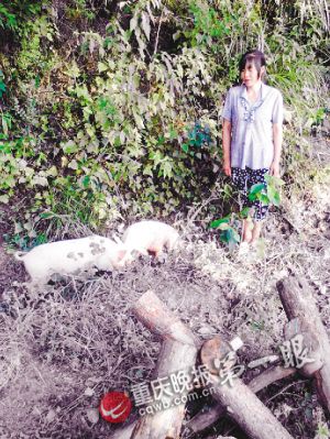 重庆一村庄发生滑坡居民家3只猪被埋9天后生还