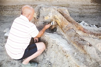 �ӱ��������ַȺ���ֽ�������ͷ��ʯ��ͼ��