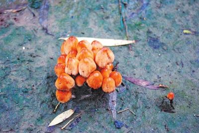 ��̫��ժҰ��Ģ��ʳ�ú�һ��4���ж�����ҽ��ͼ��