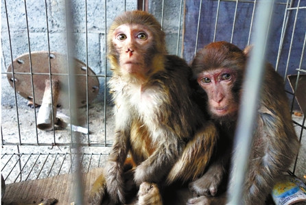 ��ֻ⨺����͵���ƻ����ܴ����������ס��ͼ��