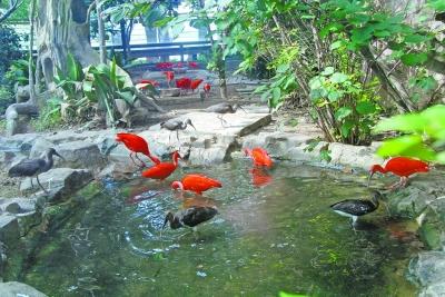 世界上最红鸟首在武汉“产仔”引进每只3万(图)