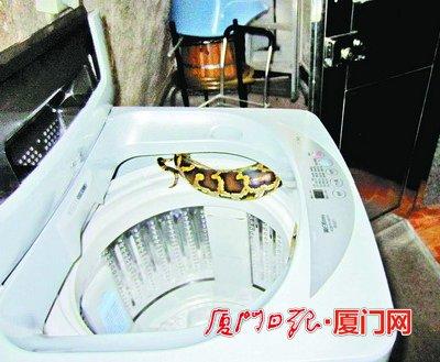 1米多长蟒蛇钻进洗衣机女主人起初当成绳子(图)