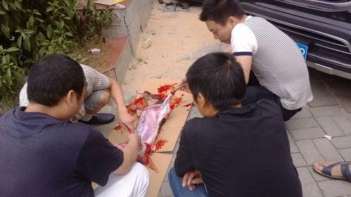 流浪狗遭收养者敲死当街剥皮网友称太残忍(图)