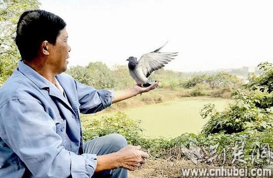 市民家信鸽16年没下岗靠鸽子给家人报平安(图)