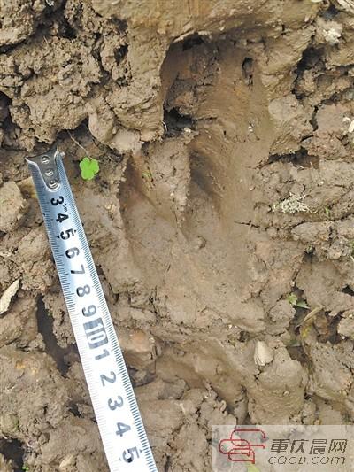 ����һɭ�ֹ�԰Ƶ��Ұ���ټ�ר��֧�з�����ͼ��