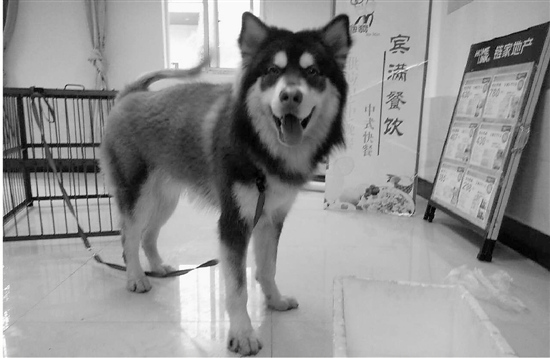 浙江一走失哈士奇尾随陌生乘客上下公交车(图)