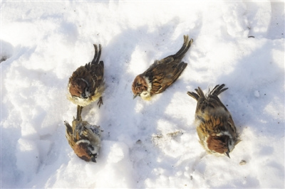 哈尔滨被放生麻雀不断死亡市民指放生即杀生图