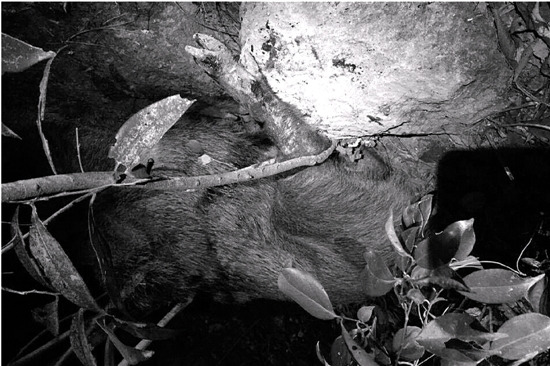 老猎户进山失联被找到尸体或死于野猪顶撞(图)