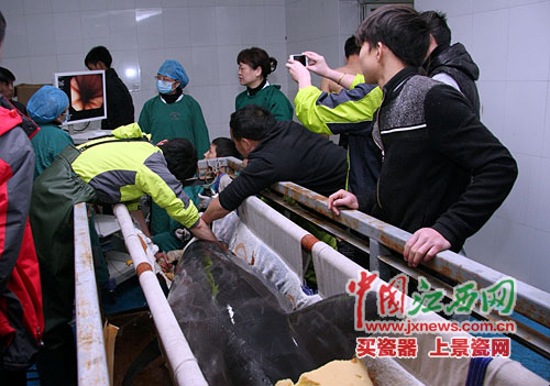 南昌海豚明星误食钢丝球医生上门为其取出(图)