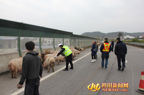肥猪高速“越狱”吊车出动捉拿“二师兄”(图)