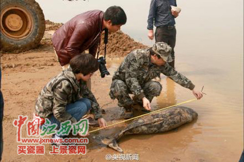 ۶��������������ͷ����β���������˺ۣ�ͼ��