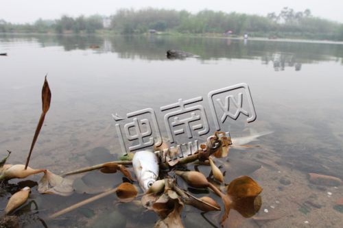 福建九龙江天宝镇段漂大量死鱼市民怀疑江水被污染