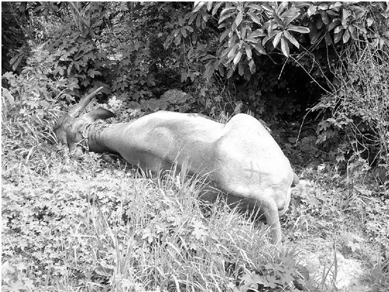 ��ţ��߷彻ͨҪ���Ͽ��������˱����У�ͼ��