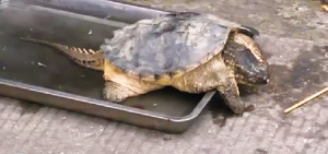 ���Ӽ��ſ�С��������������10�������꣨ͼ��