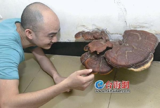 厦门一居民屋里长出灵芝大如手掌