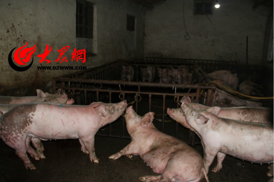 济南查处两处屠宰黑窝点一头猪注50斤水(图)