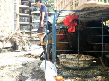 成都一家养公鸡凌晨叫得欢附近居民夜难眠