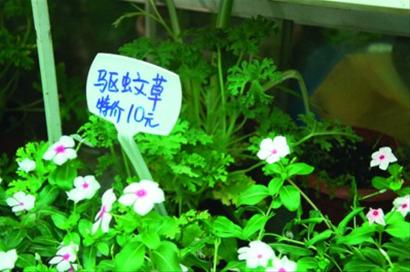 驱蚊草“转基因神草“传言又起专家:没那么神奇