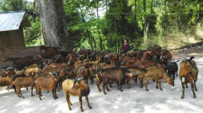 小伙放弃银行工作上山当起“羊总管”(图)