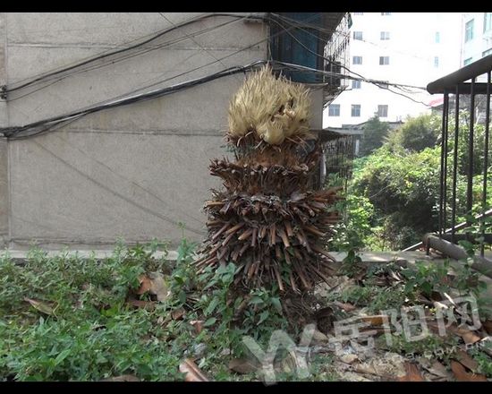 �������������ֽ����ʵ�������񳲡���ͼ��